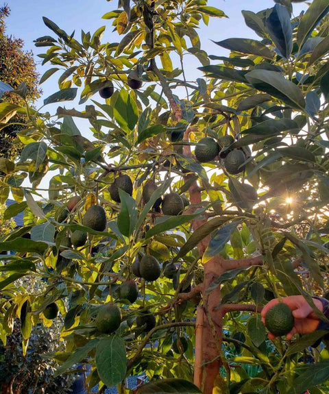 Granja Crisol