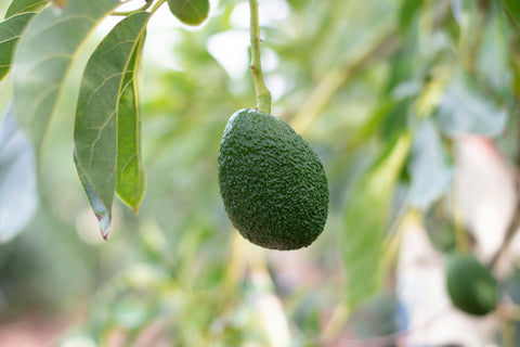 Paltas Orgánicas Certificadas (1 Kg.)