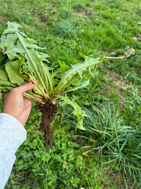 Tintura medicinal - Raíz de diente de león