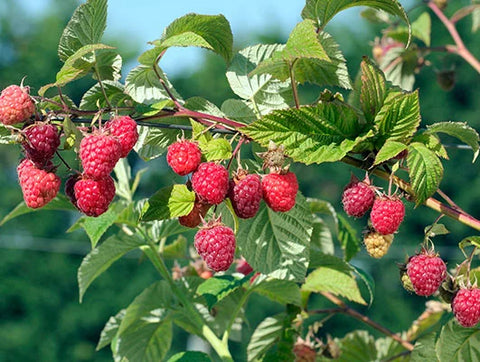 Frambuesas Agroecológicas (2 Kg. congeladas)