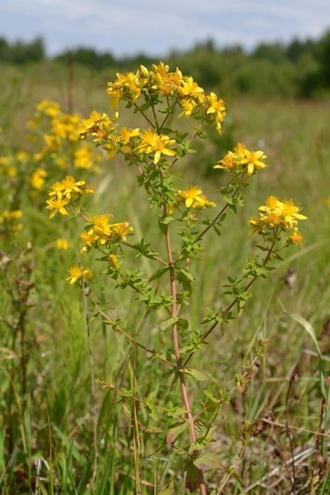 Tintura medicinal - Hierba de San Juan
