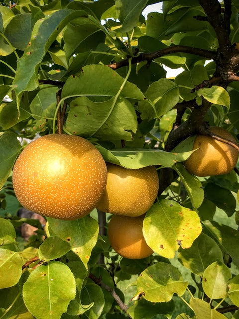 Pera Asiática (1 Kg.)