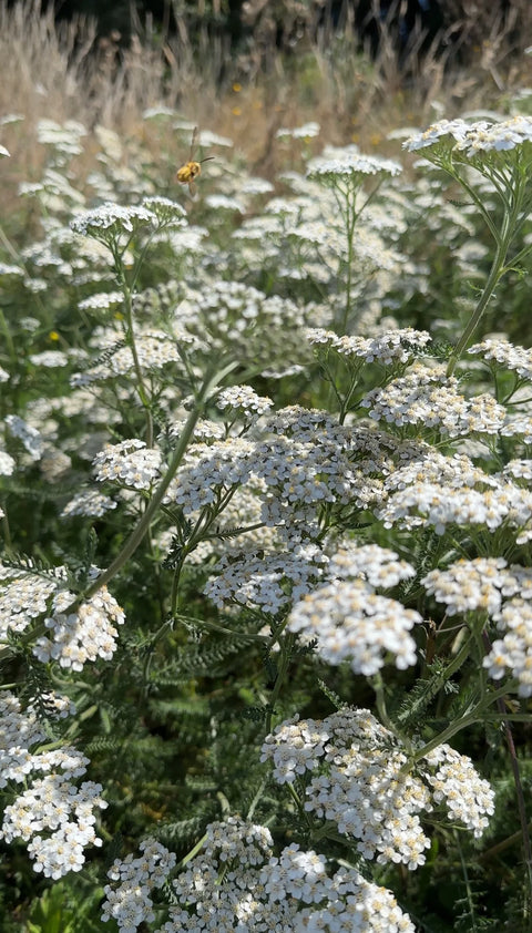Tintura medicinal - Milenrama