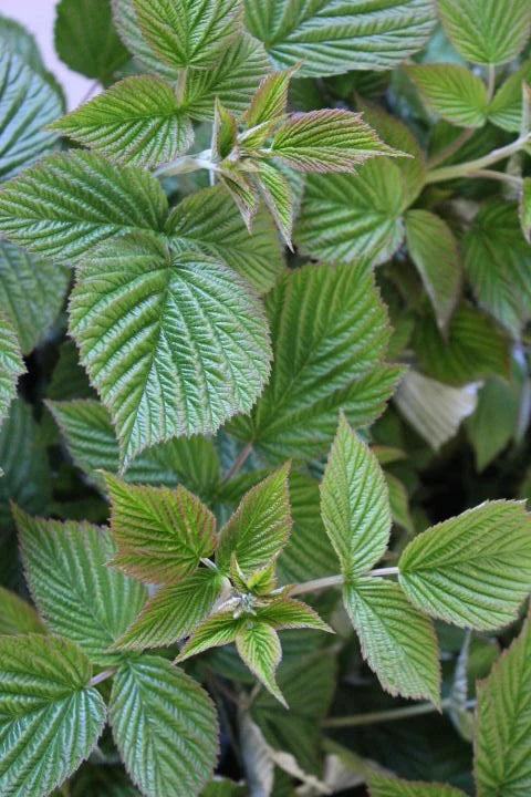 Tintura medicinal - Tónico uterino