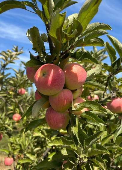 Manzanas Fuji Biodinámicas (1 Kg.)