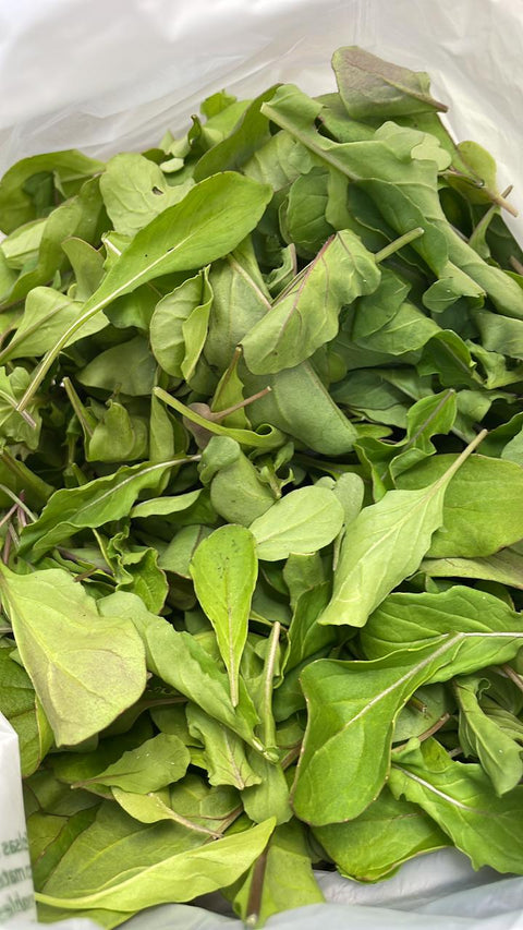 Rúcula
