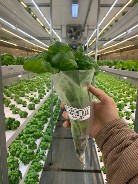 Albahaca Hidropónica (60 grs.)