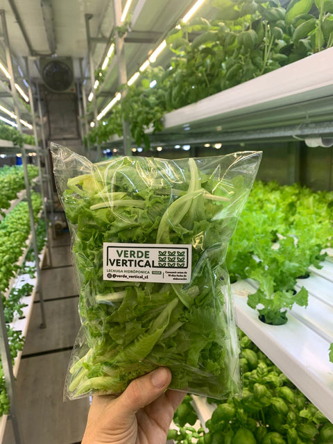 Lechuga Hidropónica (150 grs.)