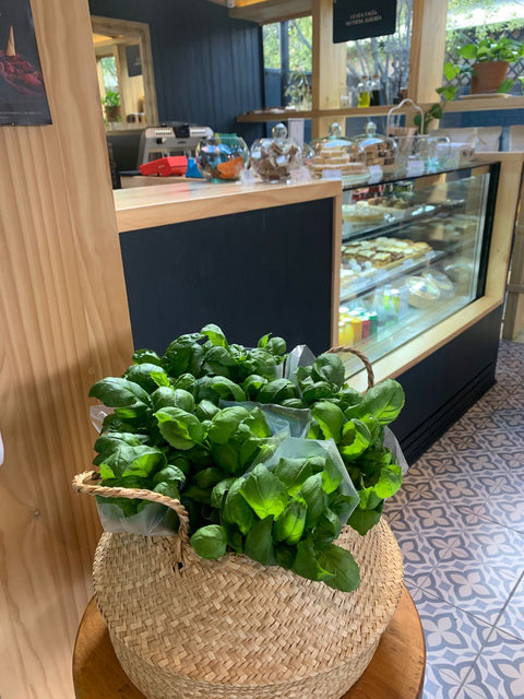 Albahaca Hidropónica (60 grs.)