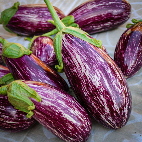 Berenjenas Listadas de Gandia