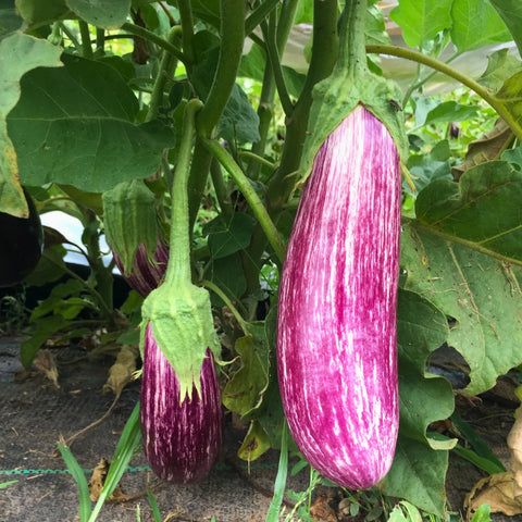 Berenjenas Listadas de Gandia