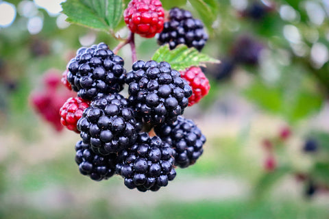 Moras congeladas (1 Kg.)