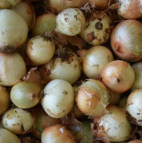 Cebollas Agroecológica (4 unidades)