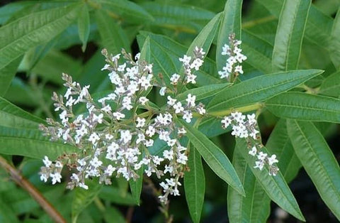 Hojas de Cedrón (30 grs.)