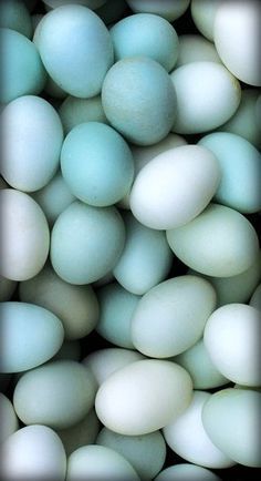 Huevos Azules (Docena)