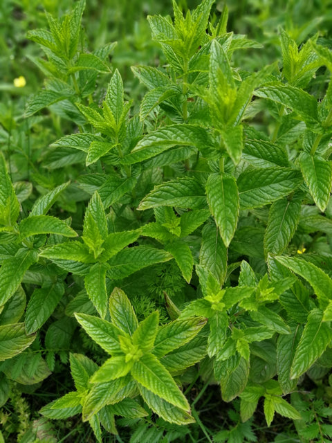 Atado Hierba buena (Menta spicatta)