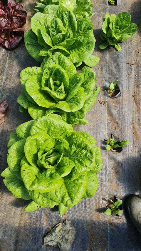 Lechuga Gallega Verde