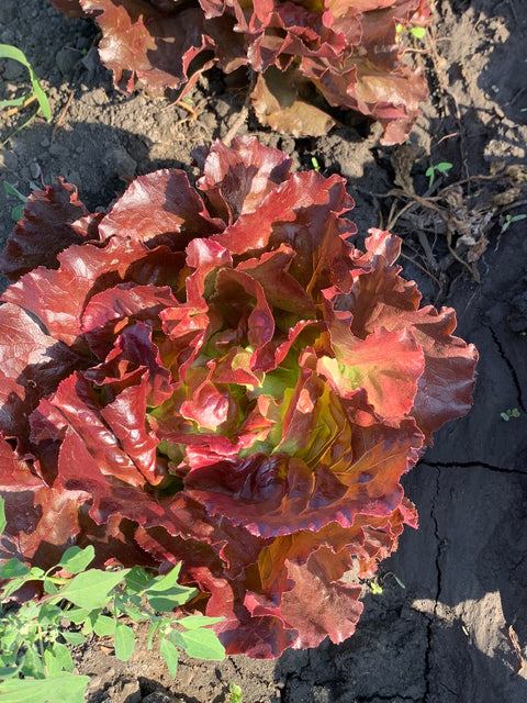 Lechuga Española Roja