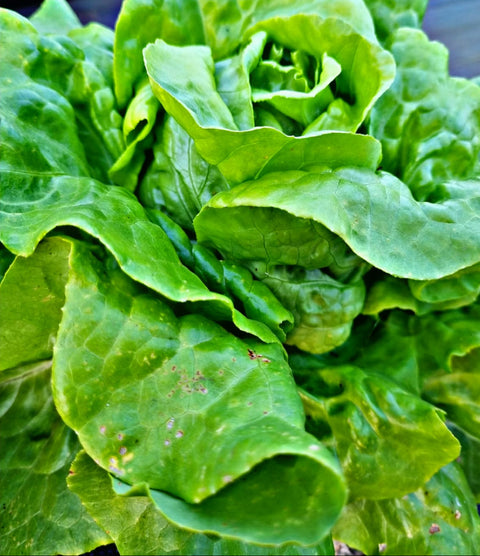 Lechuga Gallega Verde
