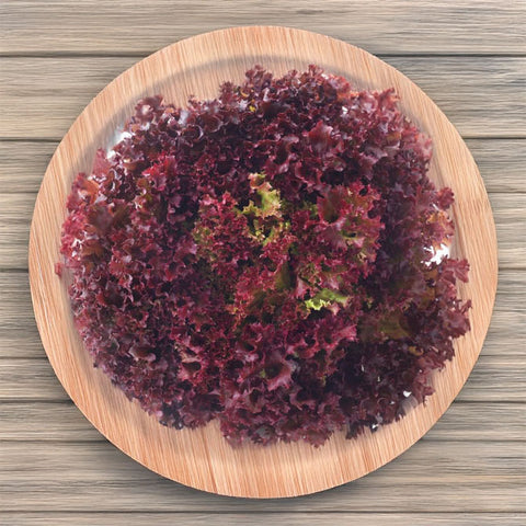 Lechuga Crespa Roja
