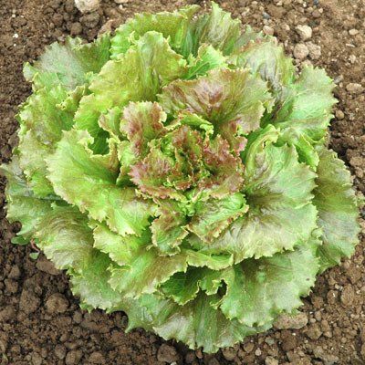 Lechuga Sierra Verde