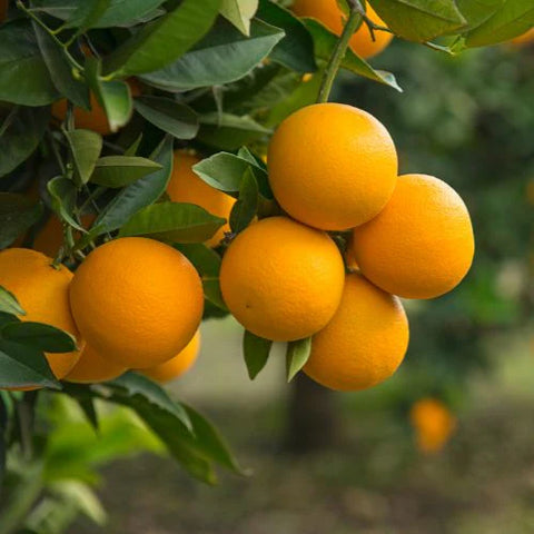 Naranjas Agroecológicas (1 Kg.)