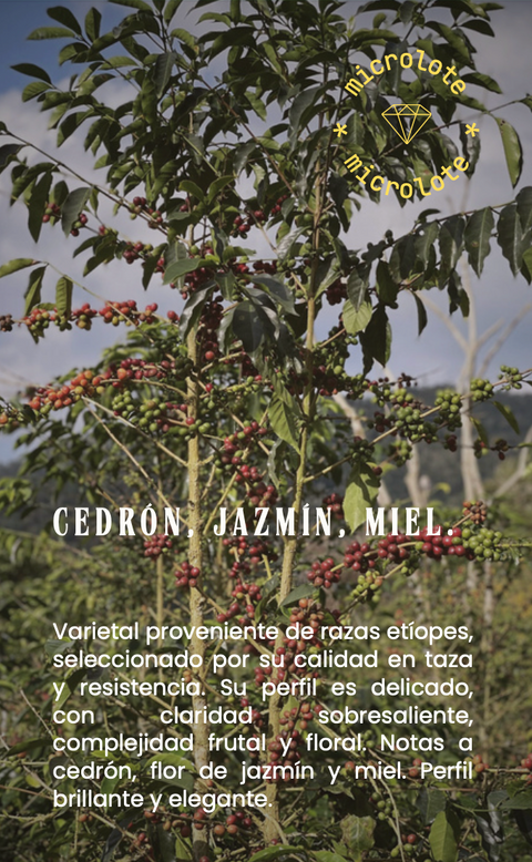 Café Bolivia Java Lavado - Guillermo Chuquimia (Microlote)