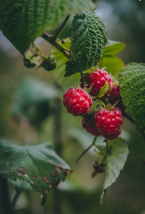 Frambuesas Agroecológicas (600 grs.)