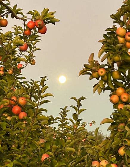Manzanas Fuji Biodinámicas (1 Kg.)
