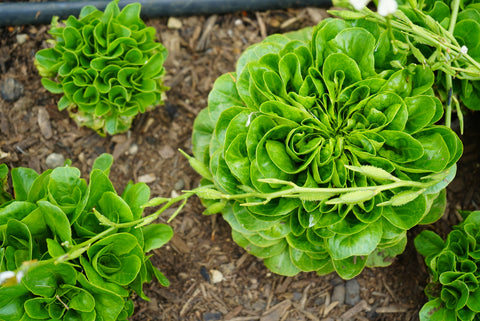 Lechuga Cabeza (Unidad)