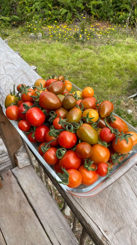 Mix de tomates grandes (500 grs.)