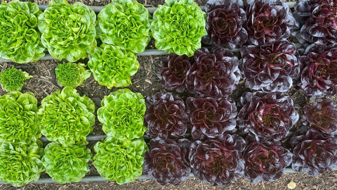 Lechuga Cabeza (Unidad)
