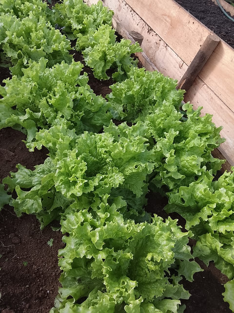 Lechuga Agroecológica
