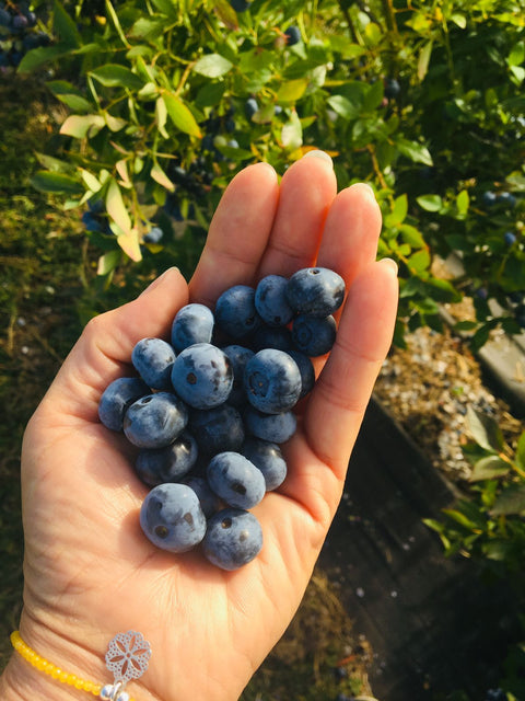 Arándanos Agroecológicos (2 Kg.)