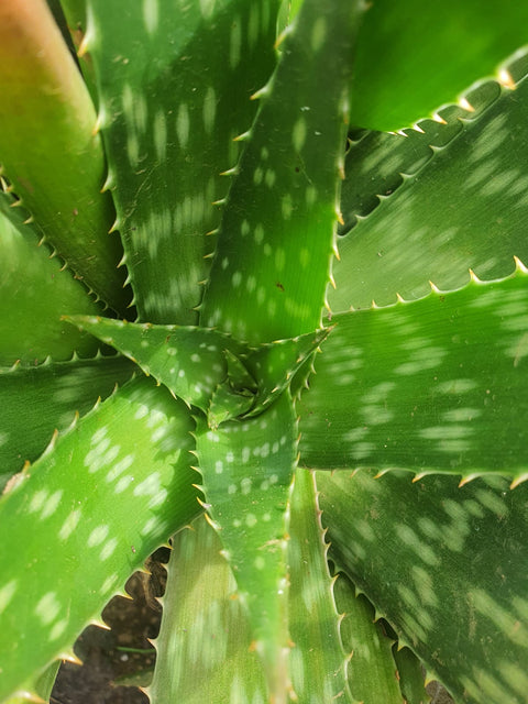 Aloe Vera (1 Hoja)