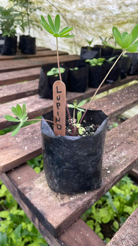 Plantines agroecológicos para tu huerta