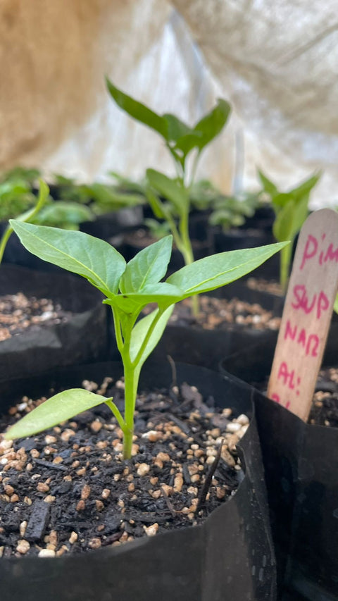 Plantines agroecológicos para tu huerta