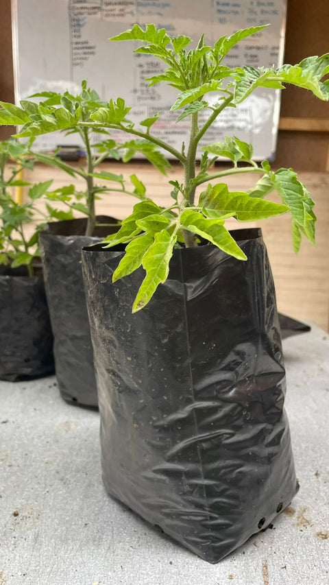 Plantines agroecológicos para tu huerta