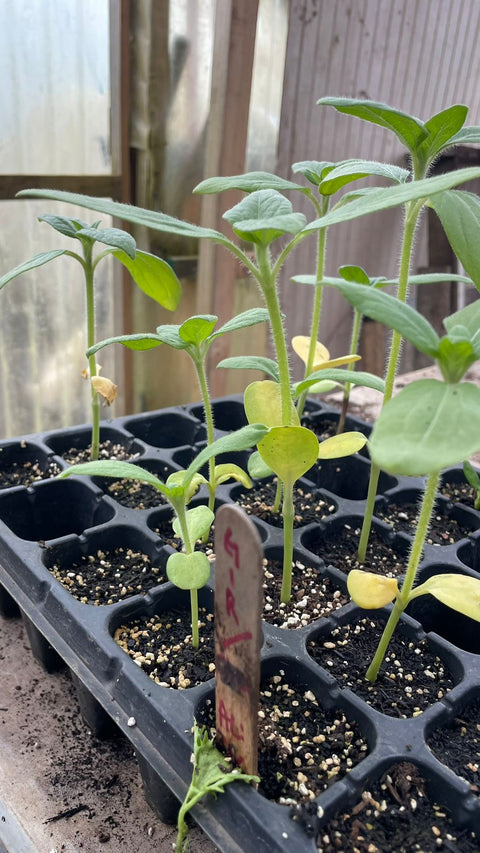 Plantines agroecológicos para tu huerta