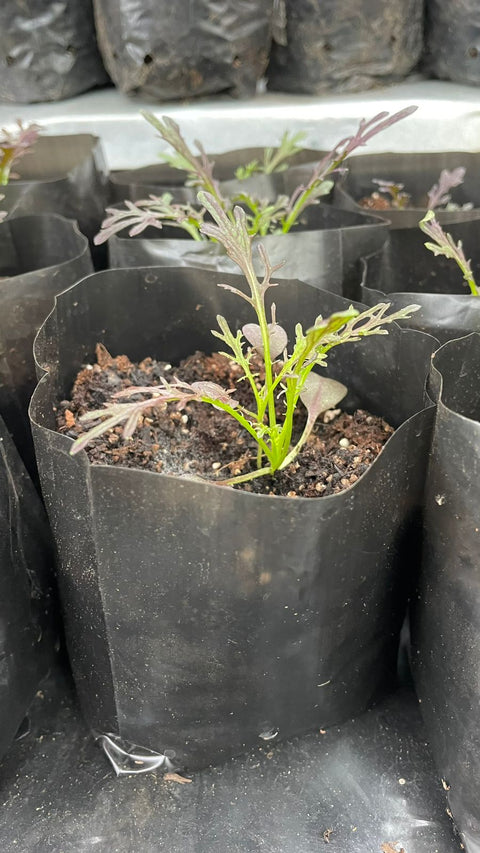 Plantines agroecológicos para tu huerta