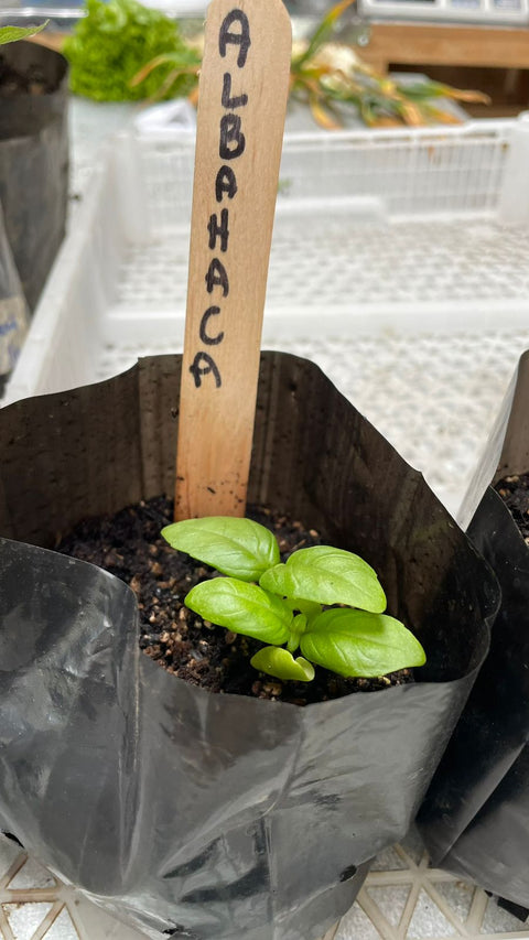 Plantines agroecológicos para tu huerta