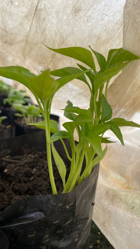Plantines agroecológicos para tu huerta
