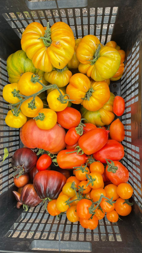 Mix de tomates grandes (500 grs.)