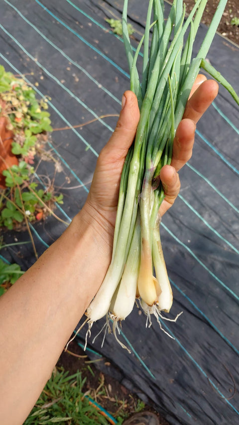 Atado Chalota tipo Cebollín