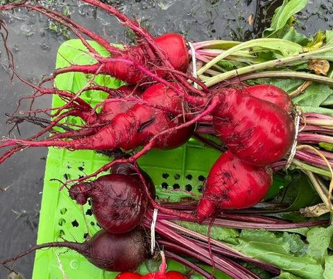 Atado de Betarraga baby