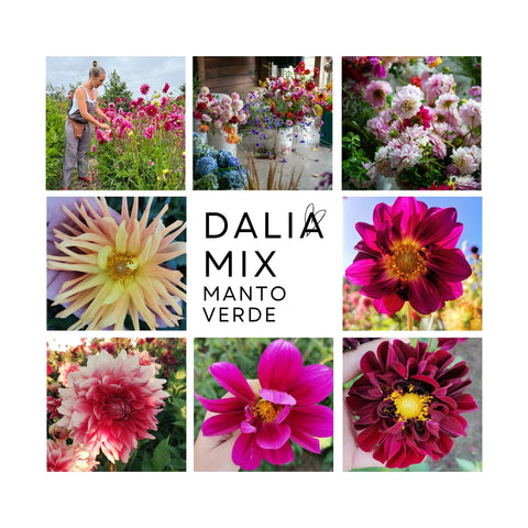 Bulbos de Dalia (10 unidades)