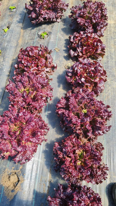 Lechuga Crespa Roja