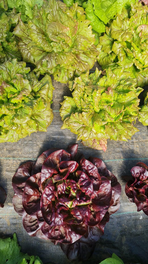 Lechuga Sierra Verde