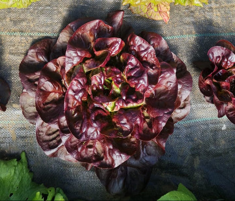 Lechuga Española Roja