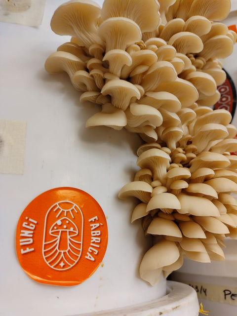 Hongos Ostra Frescos